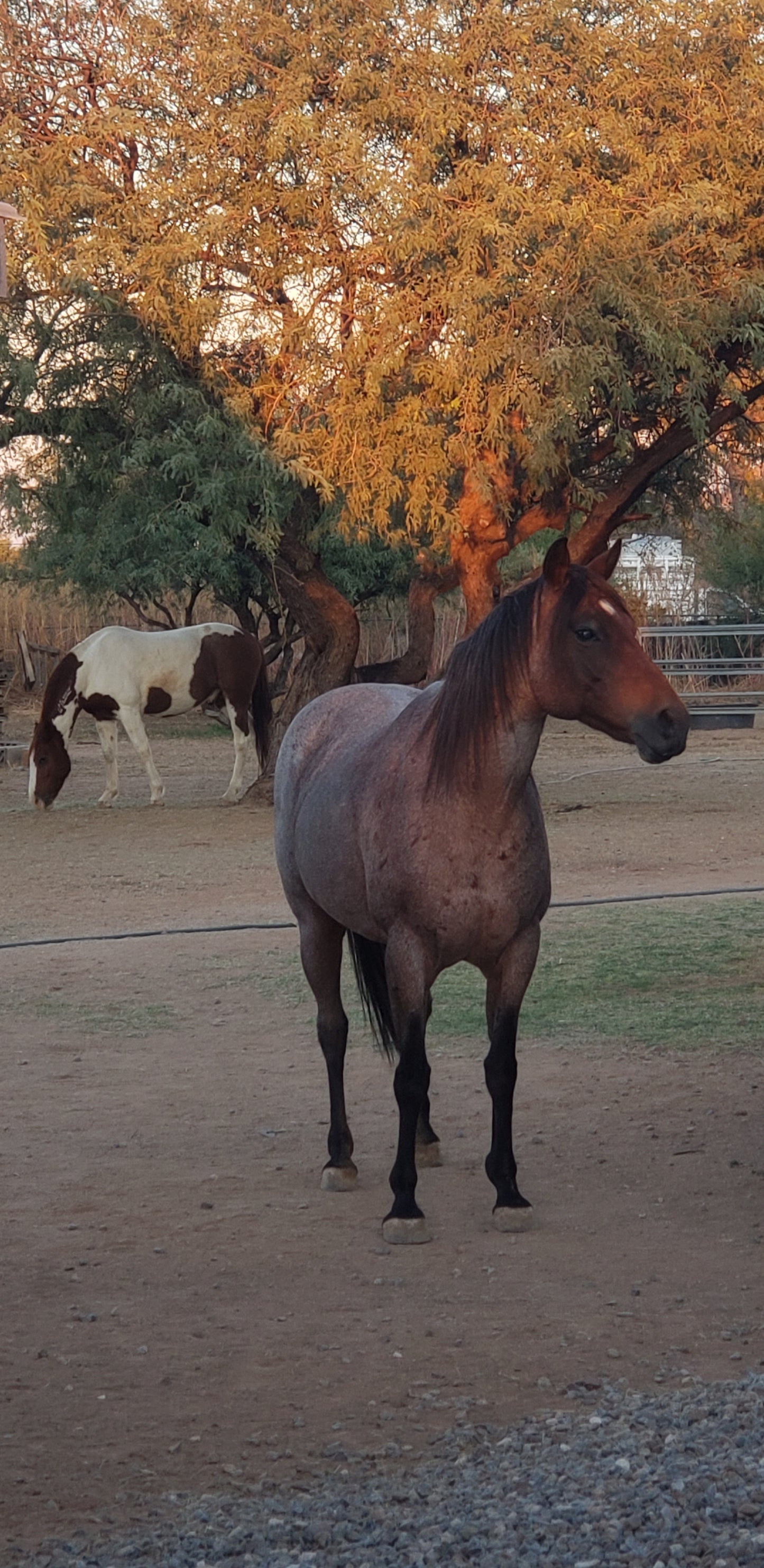 dried horse manure