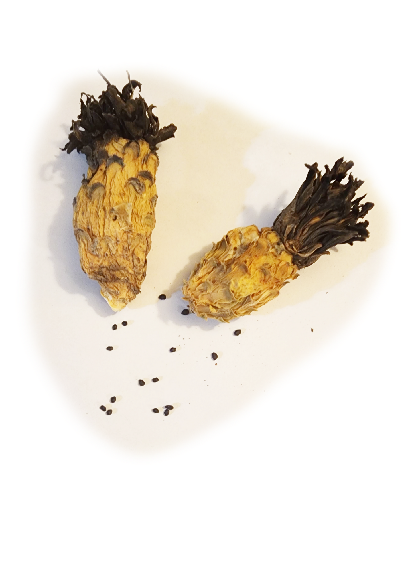 fishhook barrel cactus seed pods