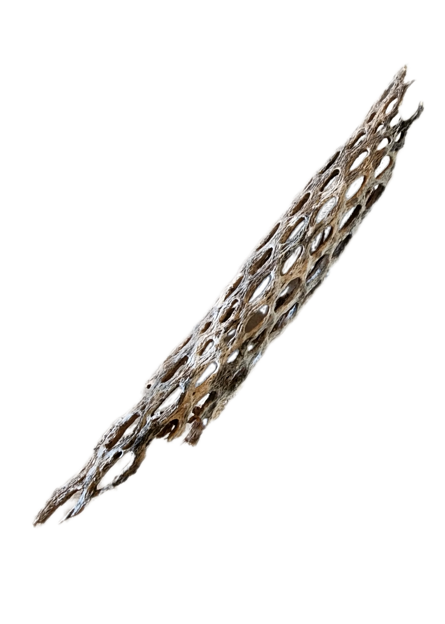 cholla cactus wood