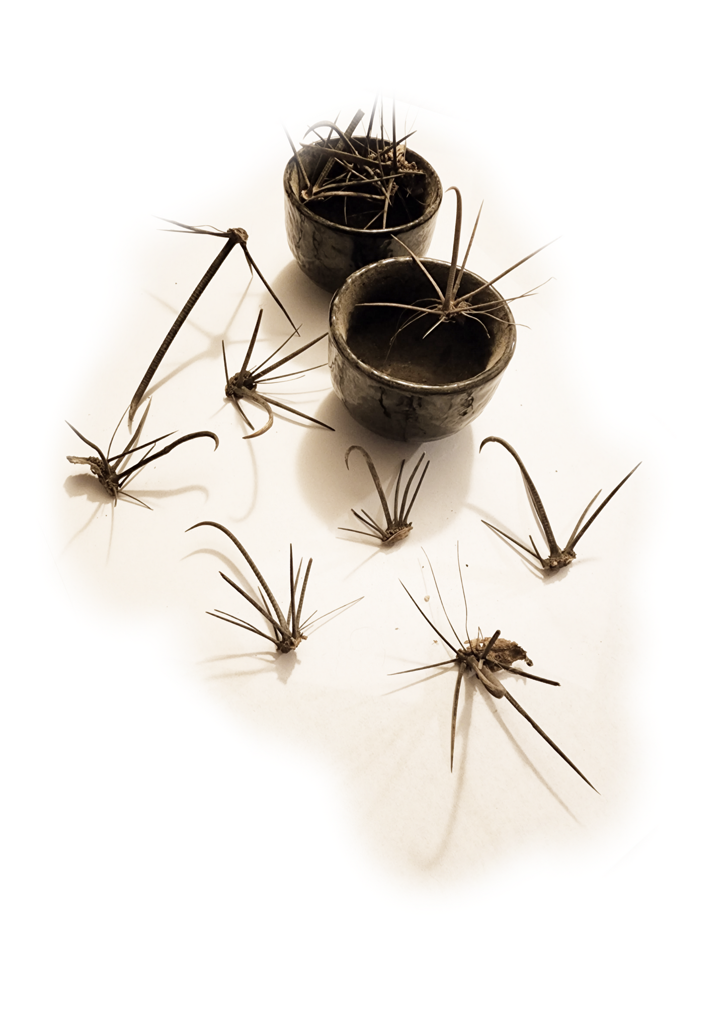 fishhook barrel cactus spines