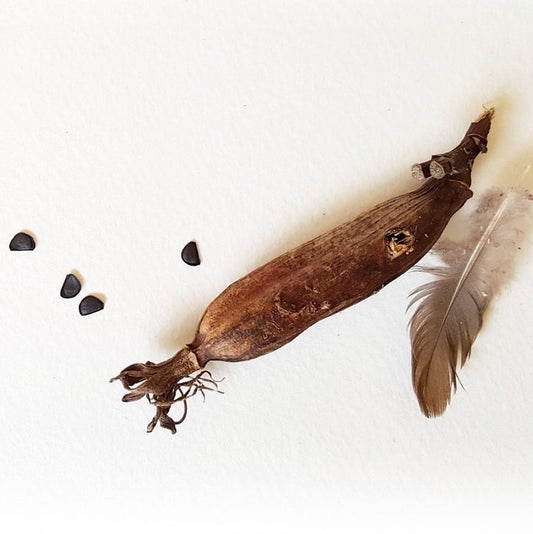 photo of an agave seed pod with seeds and a feather
