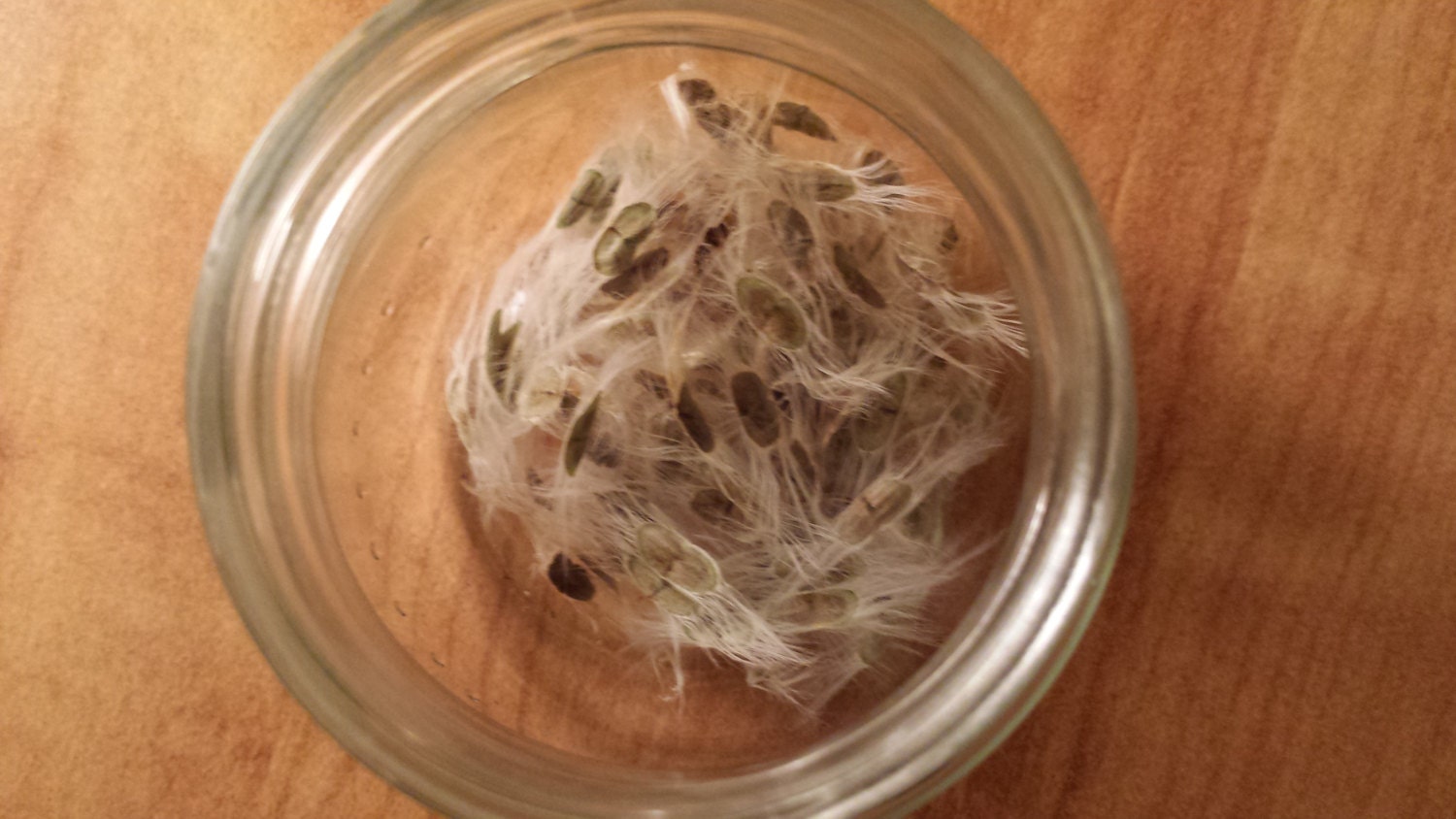 loose desert willow seeds in a glass jar
