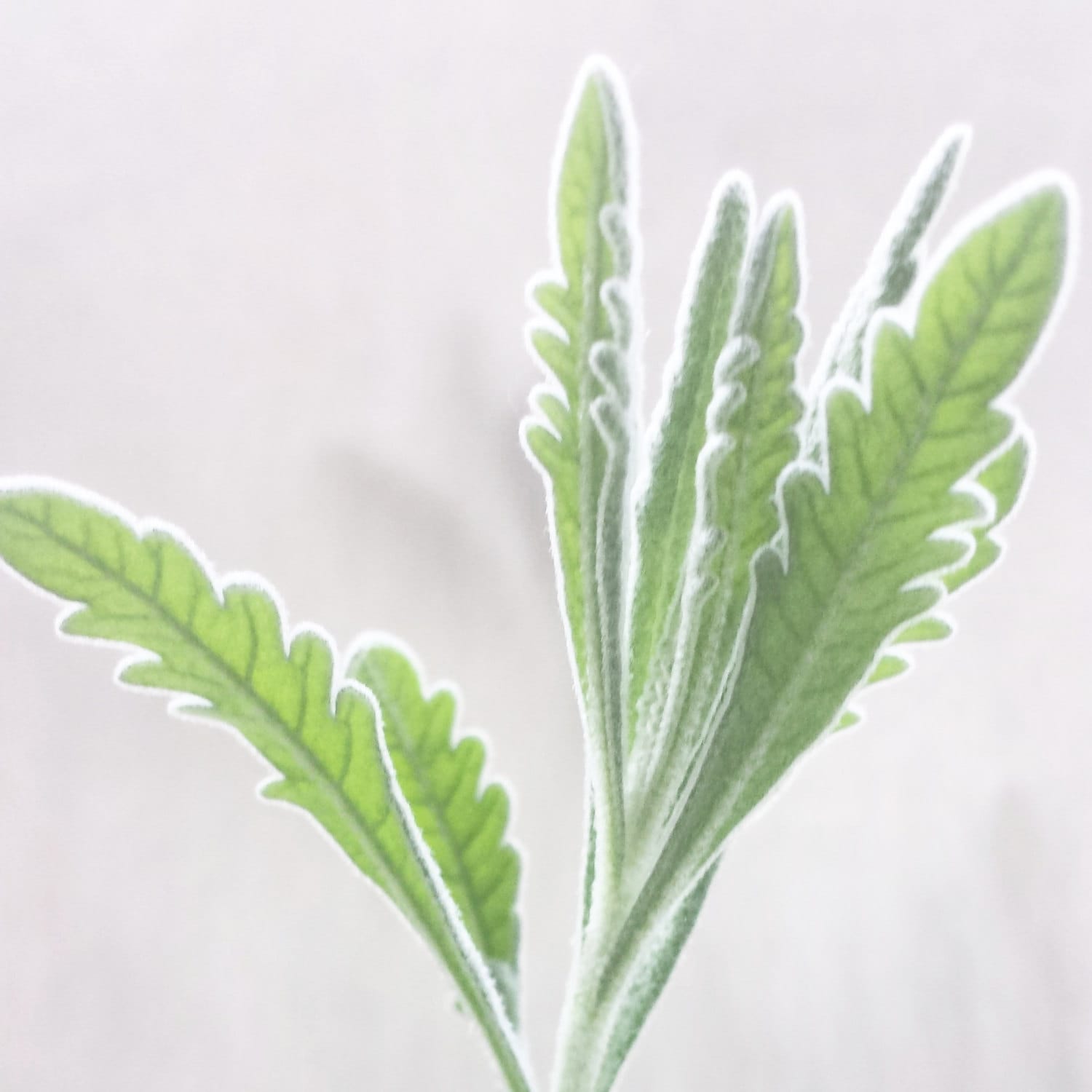 the leaves of a lavender sprout