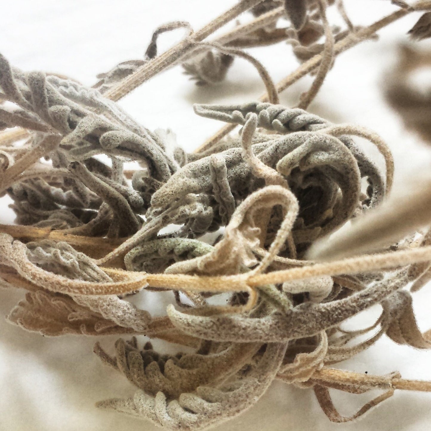 photo of drying lavender leaves on the stem