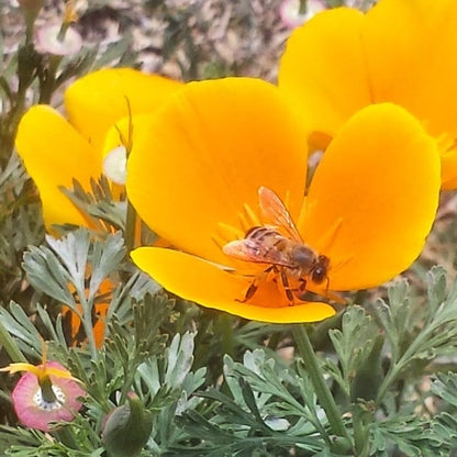 golden poppy flower petal tea